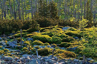 Urlaub am Nationalpark Bayer. Wald